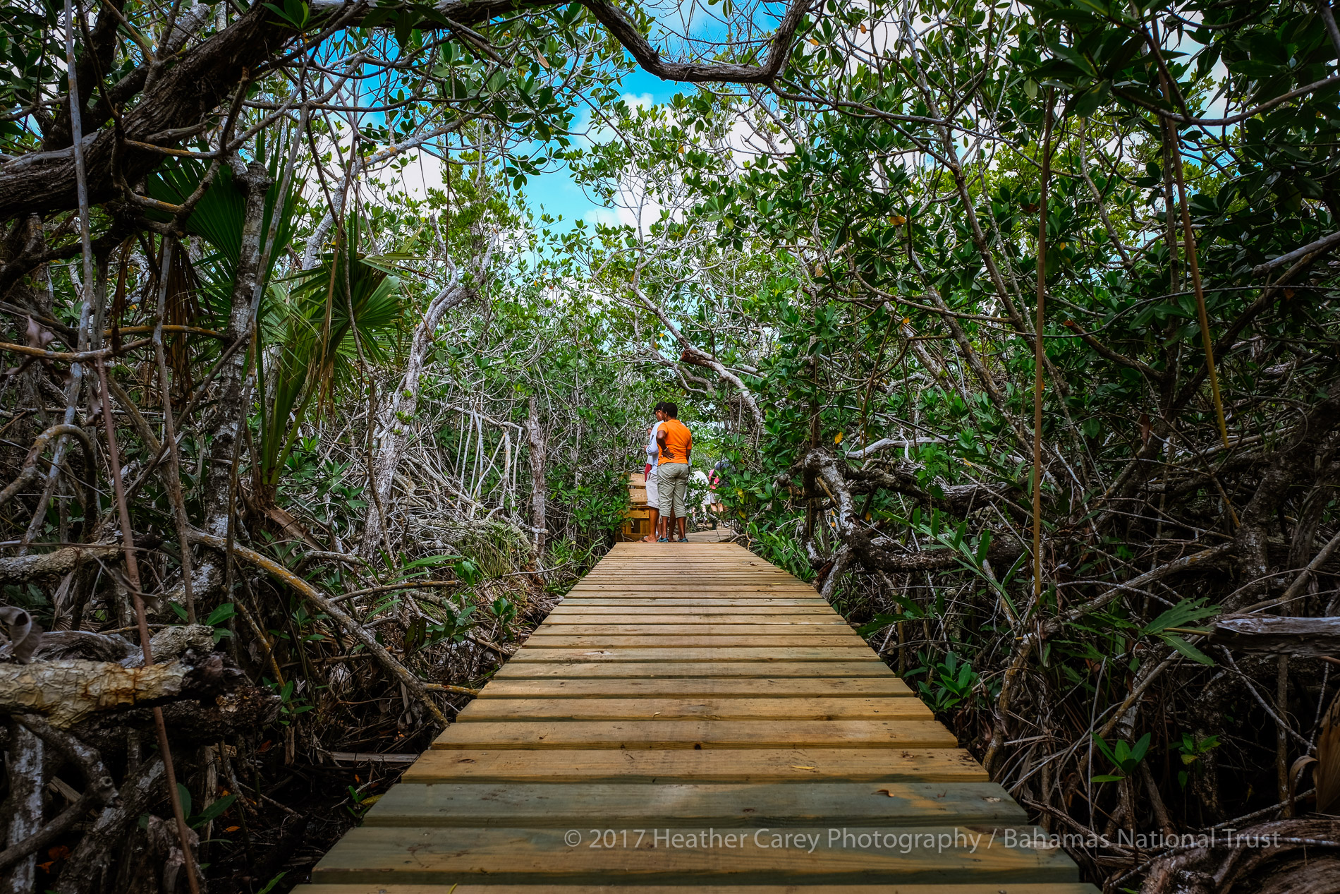 Mangroves, blue holes and fossilized Lucayan remains | Lucayan National ...